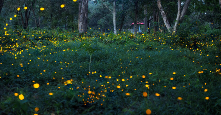 fireflies