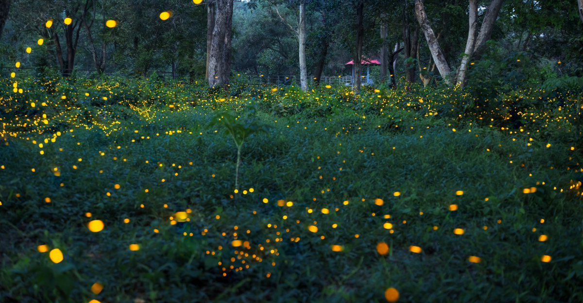 fireflies