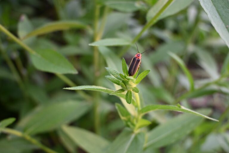 firefly on plant