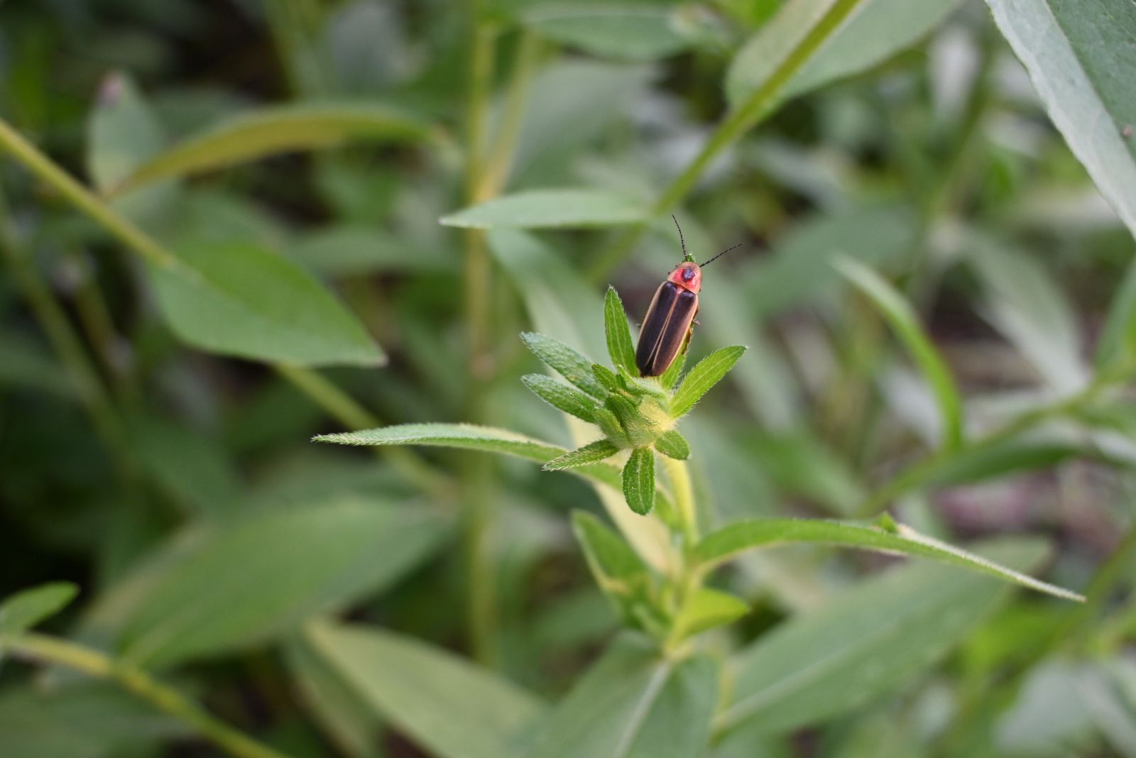 firefly on plant