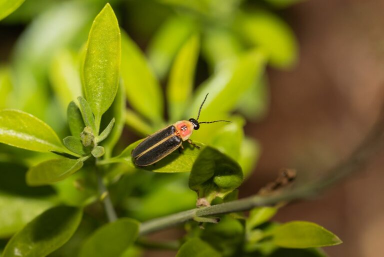 firefly on plant