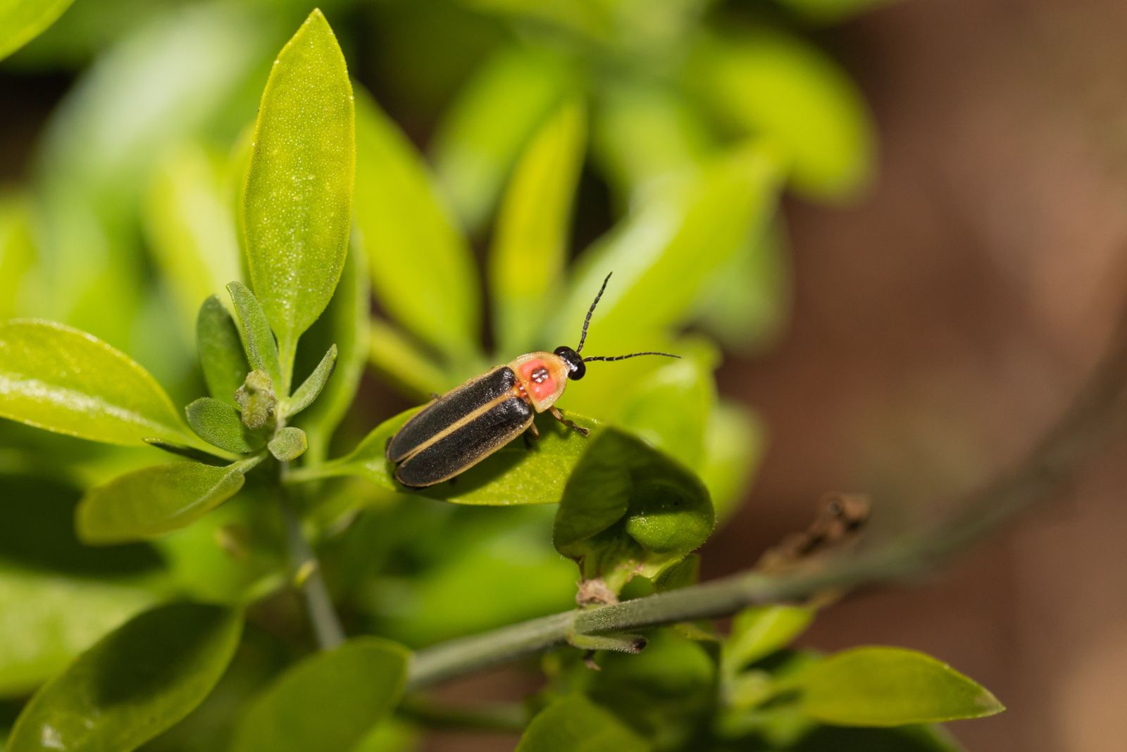 firefly on plant