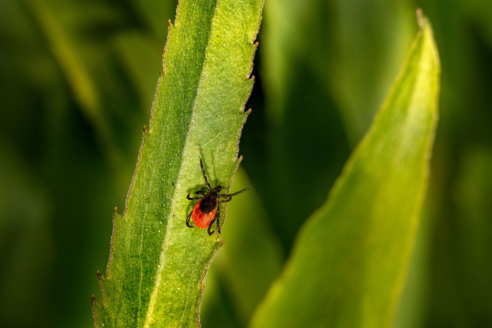 tick on plant