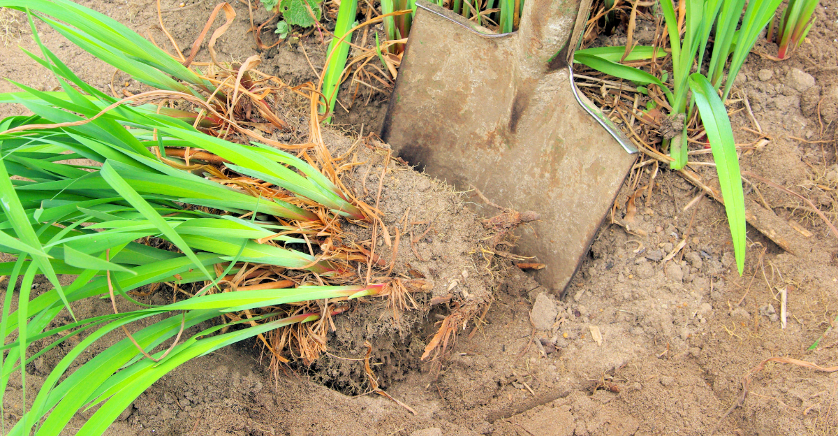 plant (featured image)