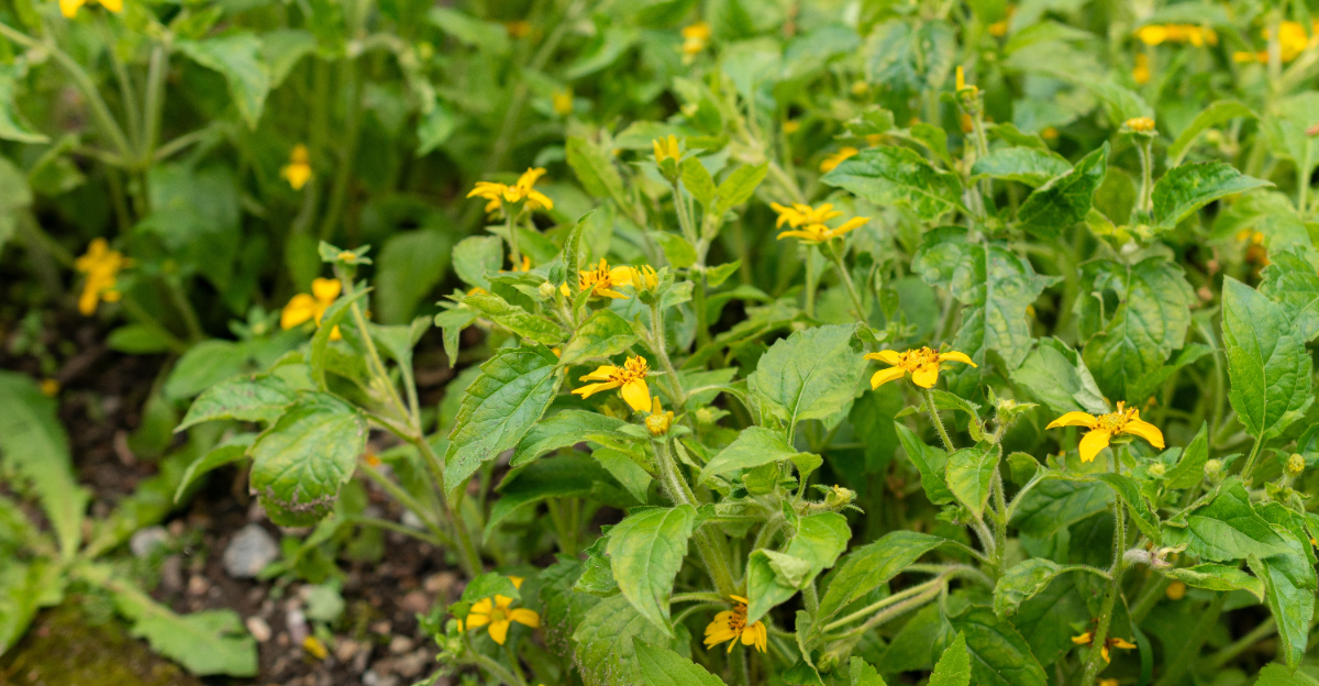 Chrysogonum Virginianum