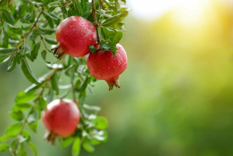 pomegranate