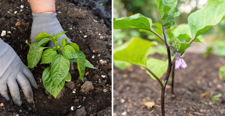 planting peppers and eggplant