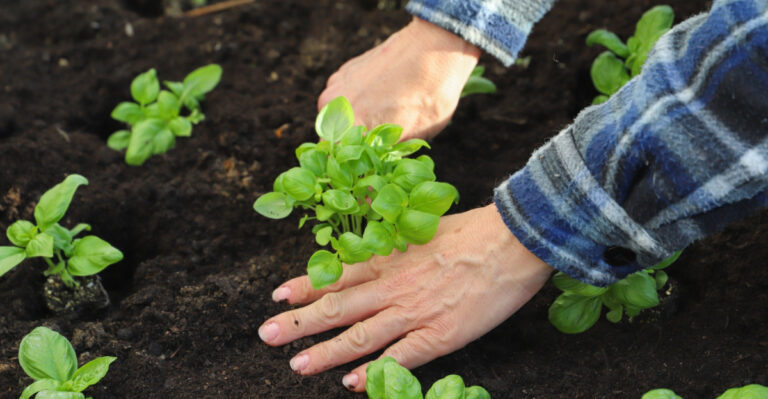 7 Herbs Georgia Gardeners Can Plant In May And How To Keep Them Full