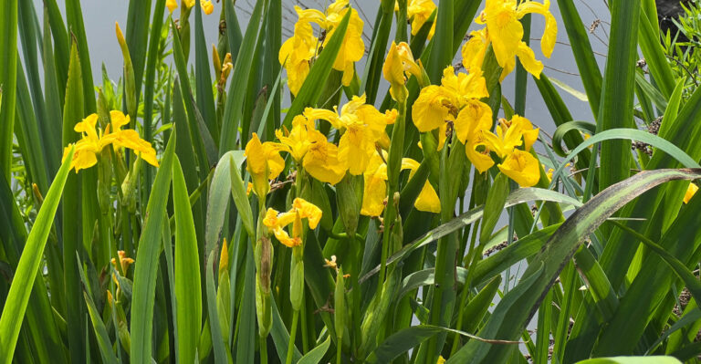 iris (featured image)