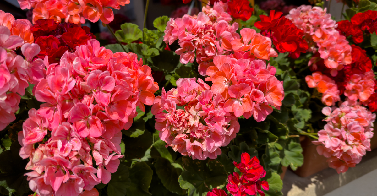 Geraniums (featured image)