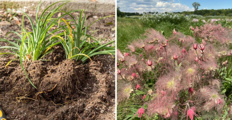 7 Michigan Perennials You Should Divide Before May Ends And 3 You Shouldn’t Divide At All