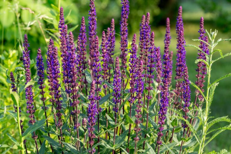 salvia