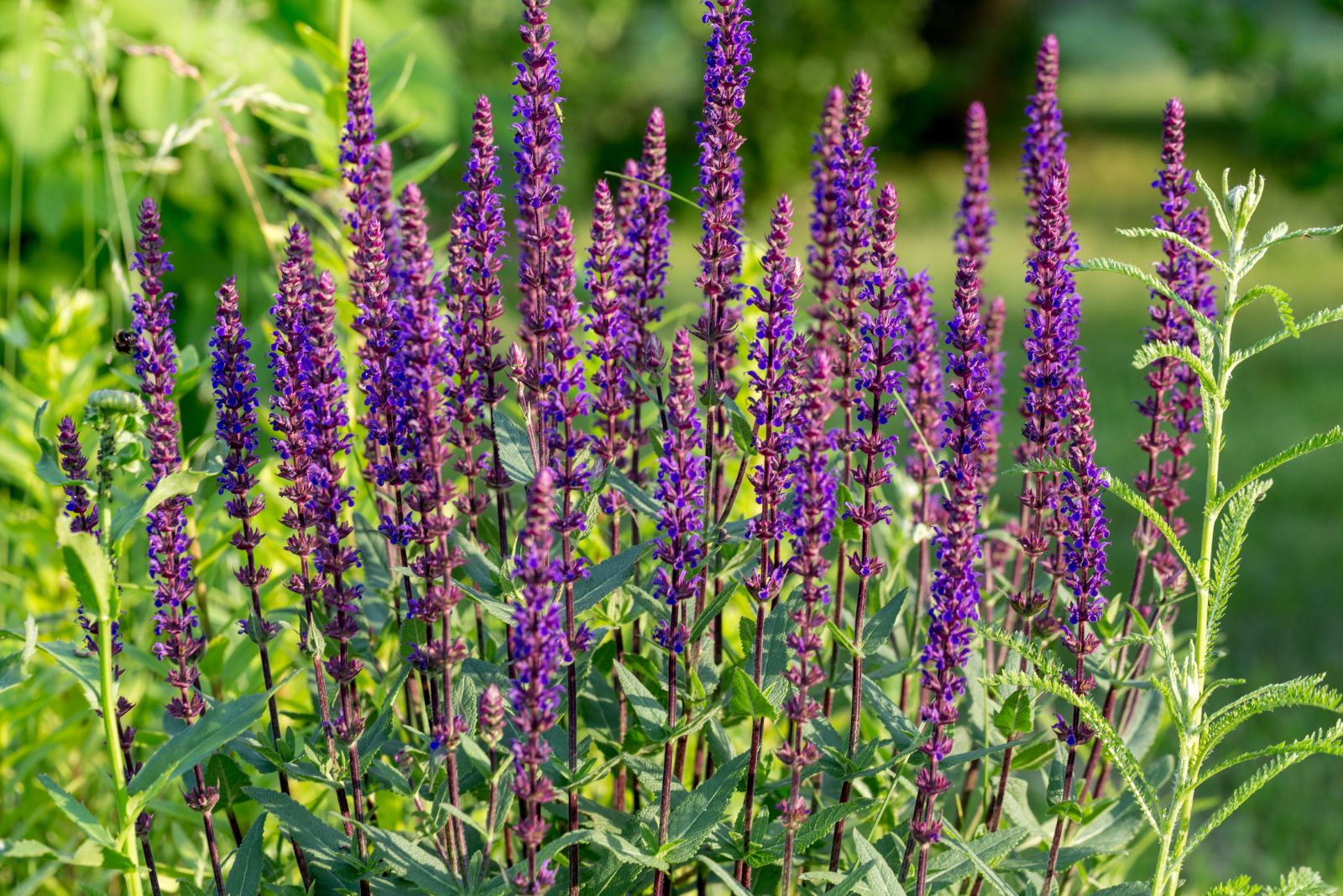 salvia