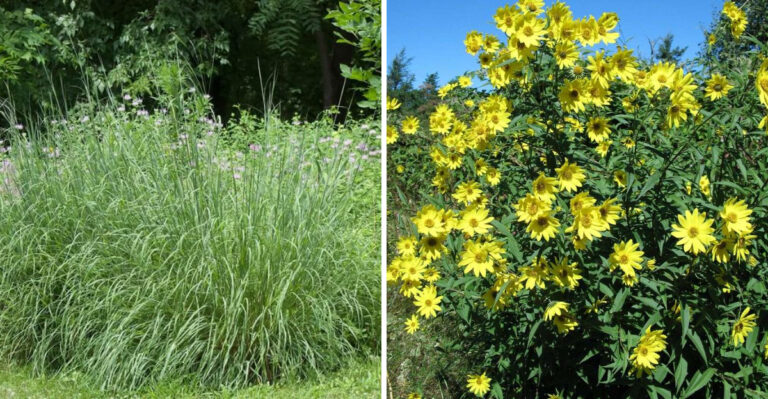 7 Native Michigan Plants That Feed Your Garden Soil While They Grow And 3 That Slowly Deplete It