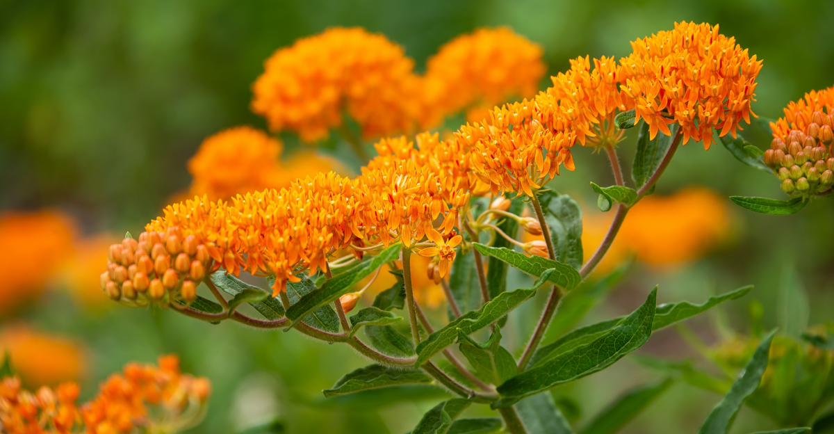 butterfly weed