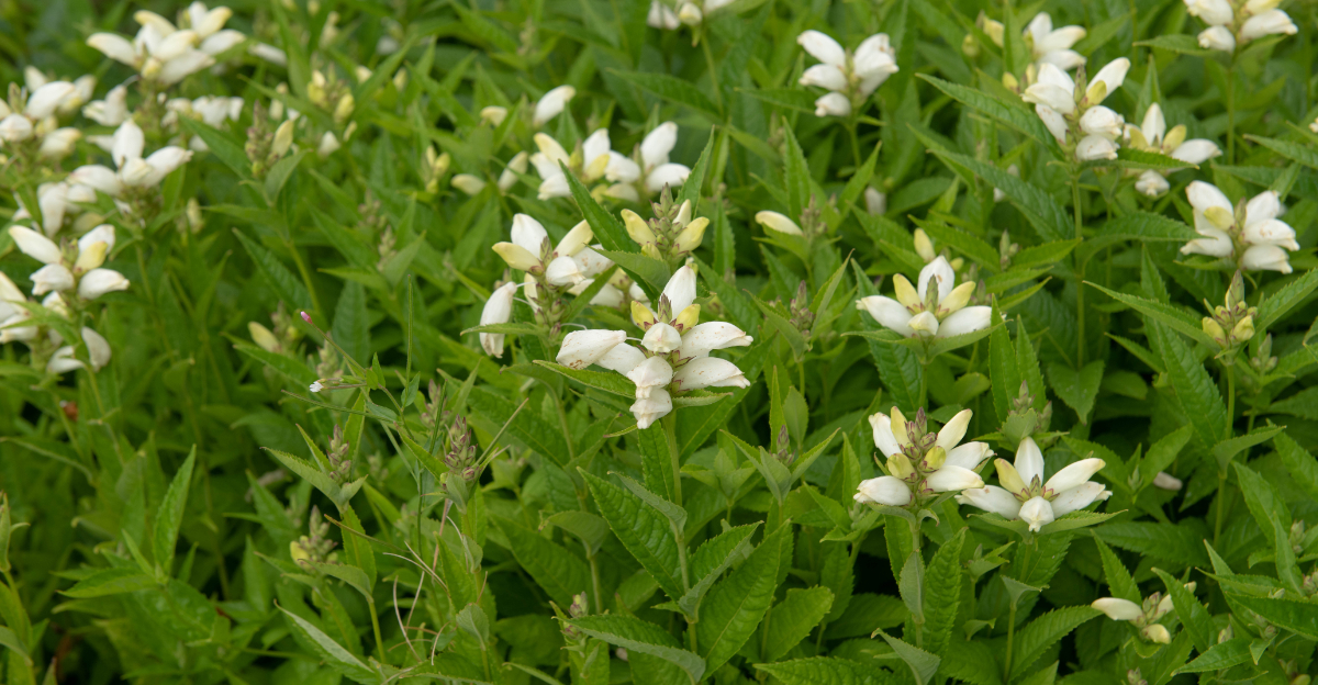 Chelone glabra