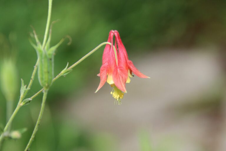wild columbine
