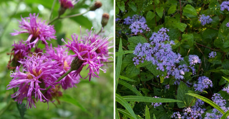 7 North Carolina Perennials That Triple In Size In One Season (Plus A Few More For Instant Color)