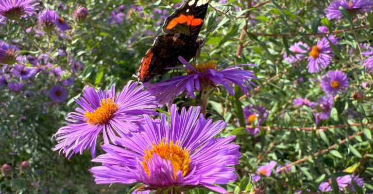 7 Ohio Native Plants That Keep Pollinators Coming After Spring Flowers Fade