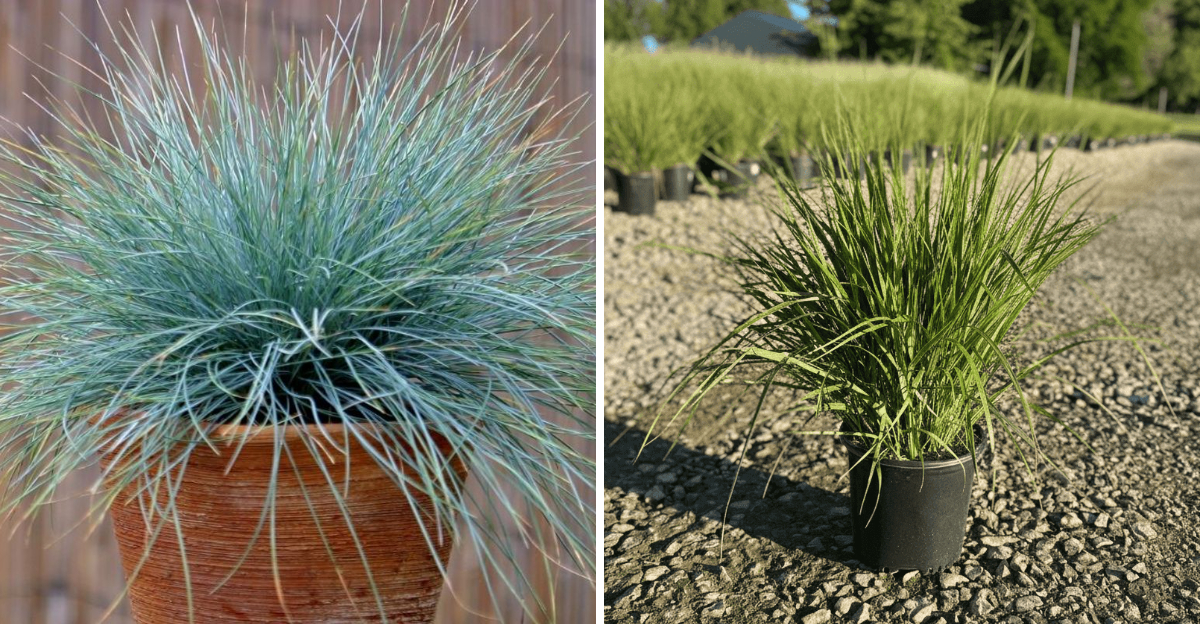 potted Blue Fescue and Karl Foerster Feather Reed Grass
