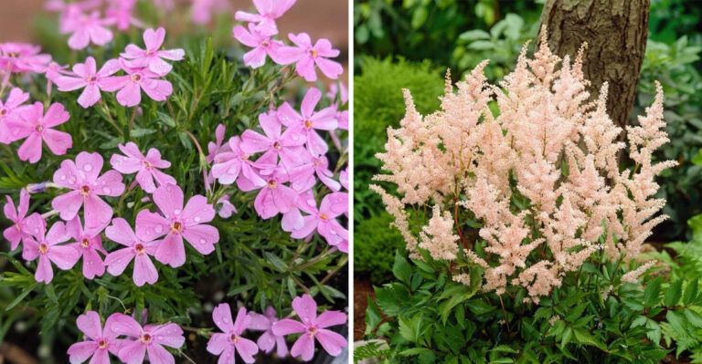 creeping phlox and astilbe