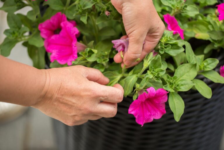 deadheading petunias