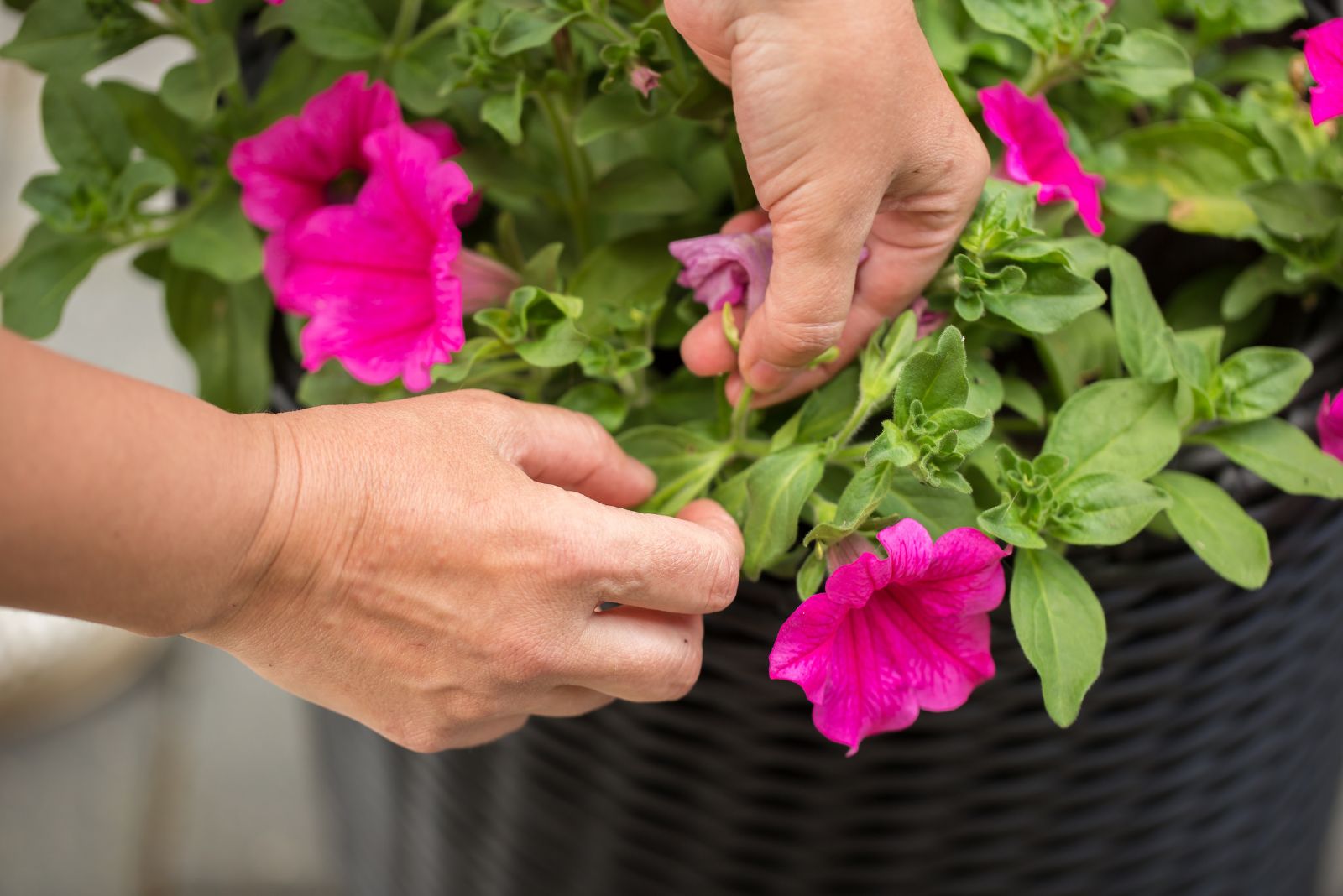 deadheading petunias