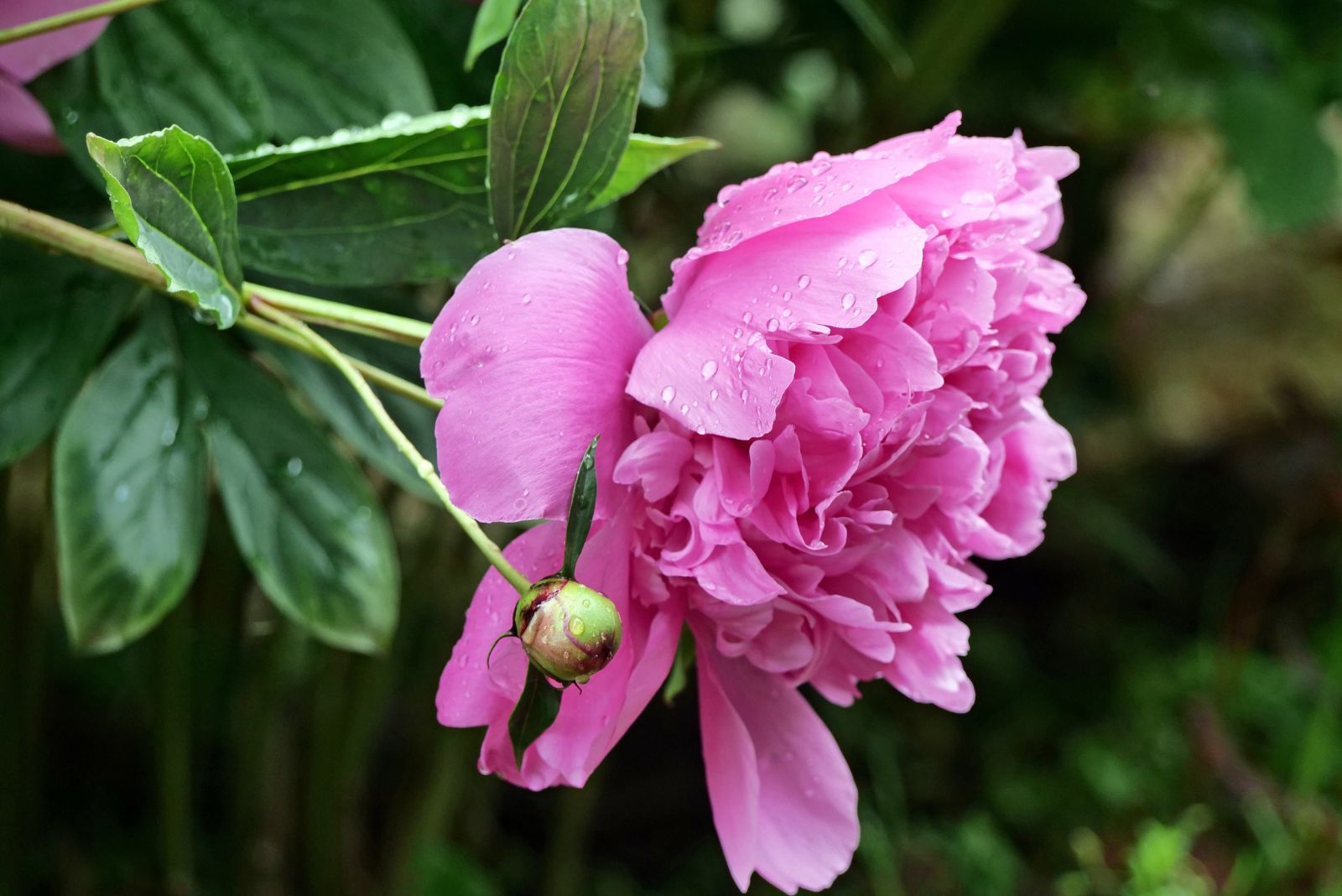 peony after rain