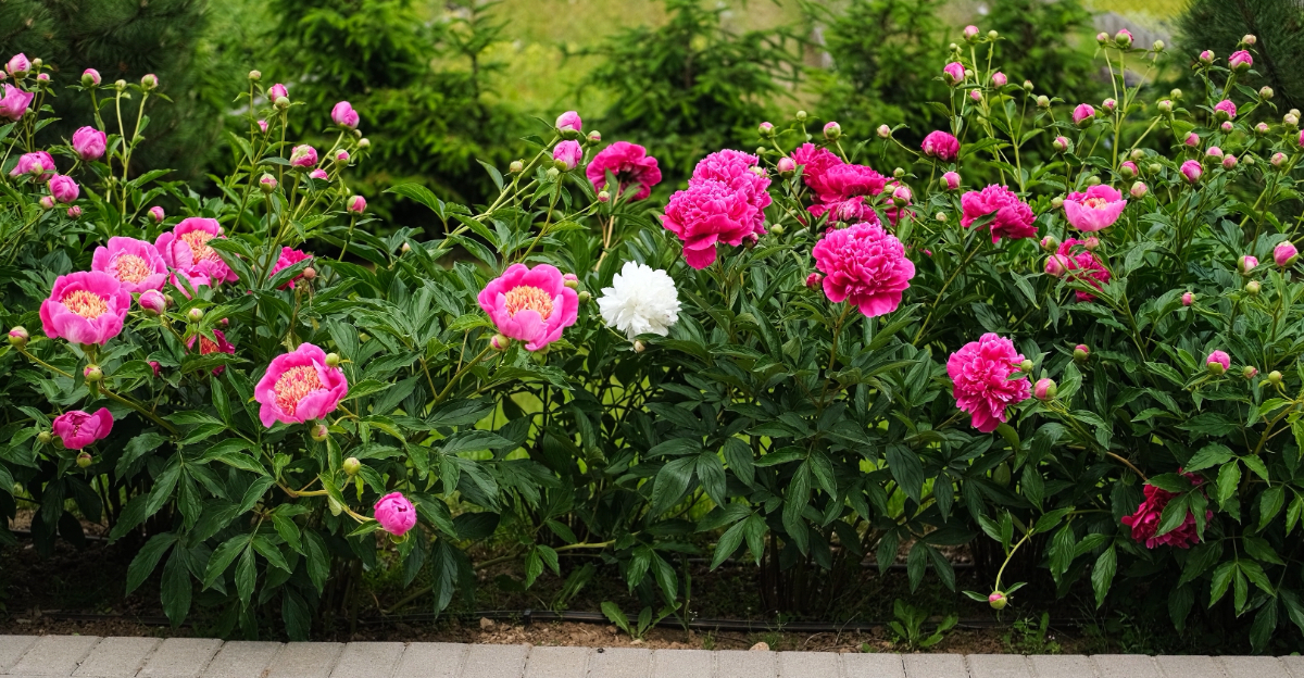 Peony (featured image)