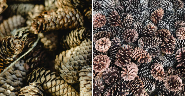7 Pine Cone-Burying Benefits Maine Gardeners Have Been Using For Years