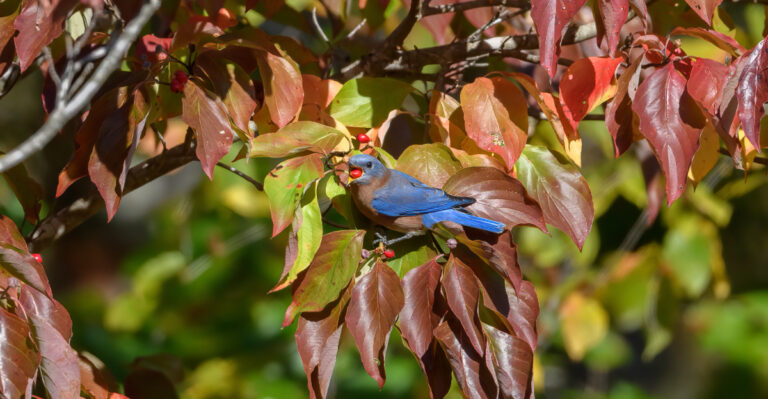 bluebird eating berries