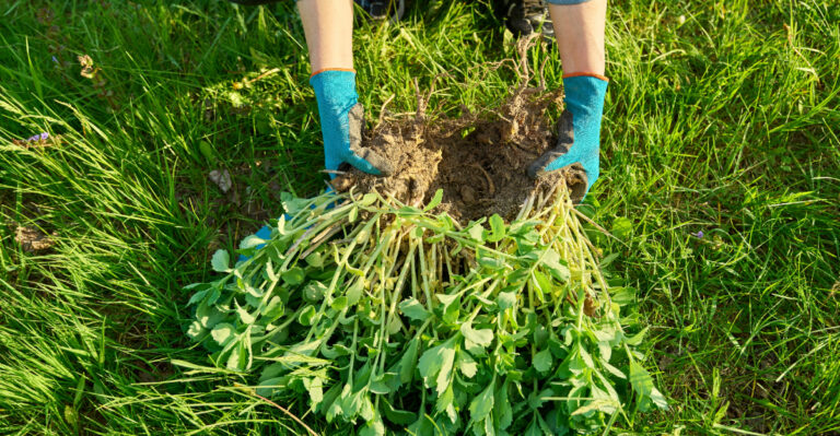 dividing plants