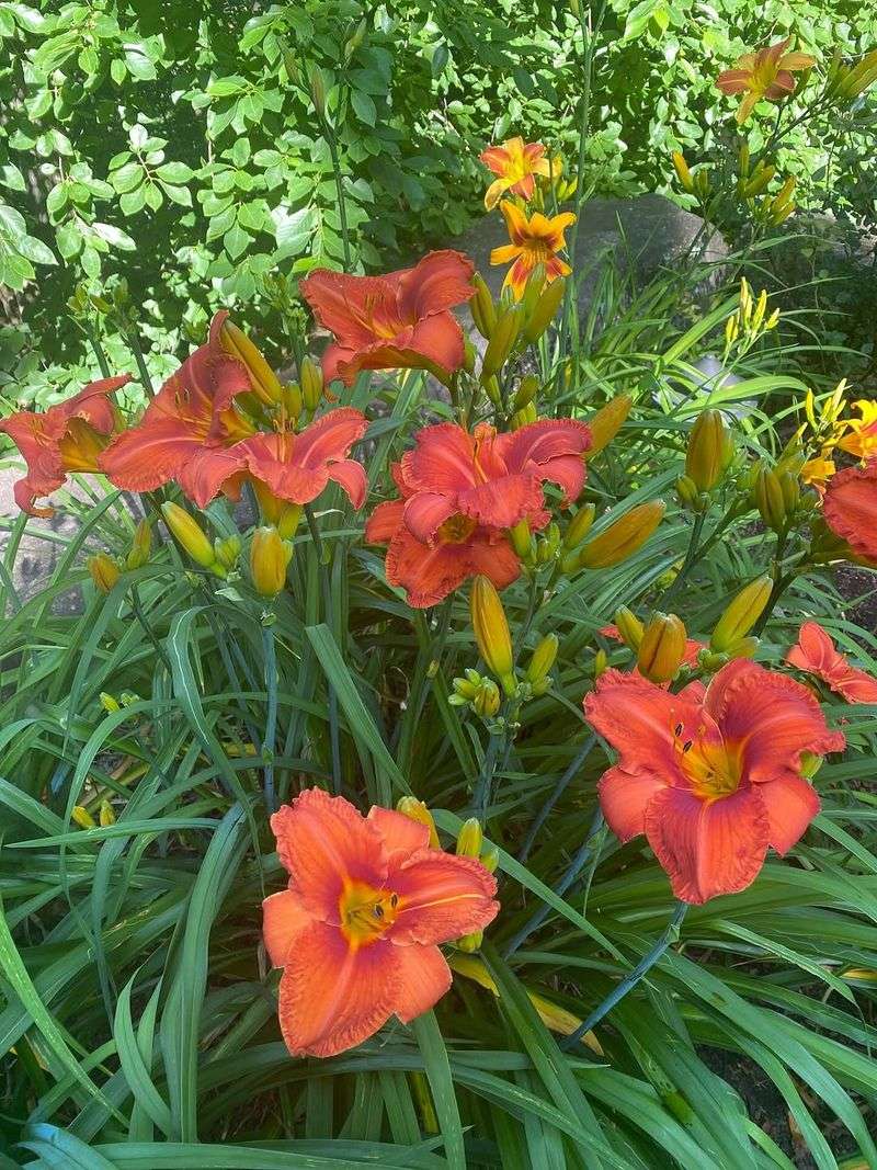 Daylilies