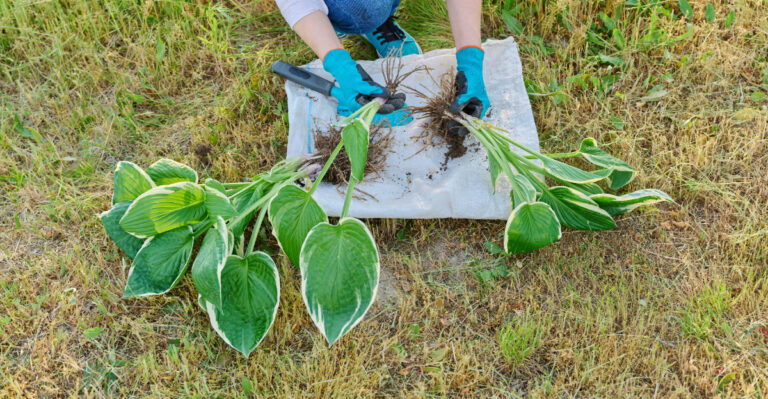 7 Plants You Should Divide In Oregon Before May Ends