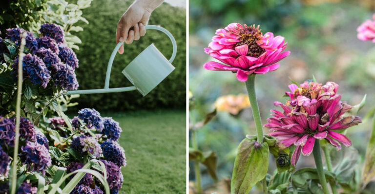 hydrangea and zinnia