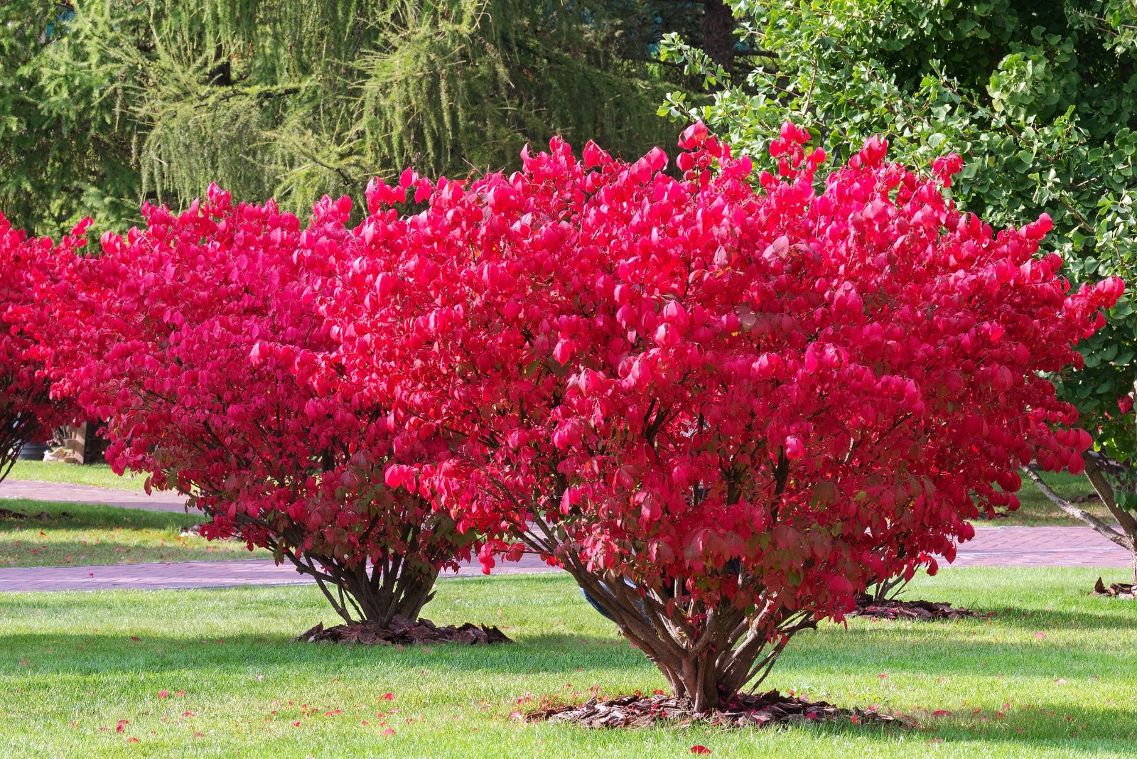 burning bush