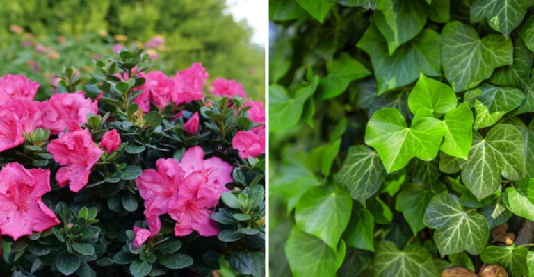 azalea and english ivy