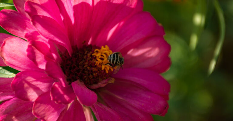 7 Pollinator Plants That Can Attract Bees In May In Georgia