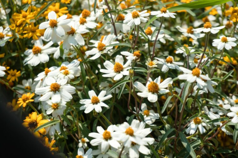 blackfoot daisy