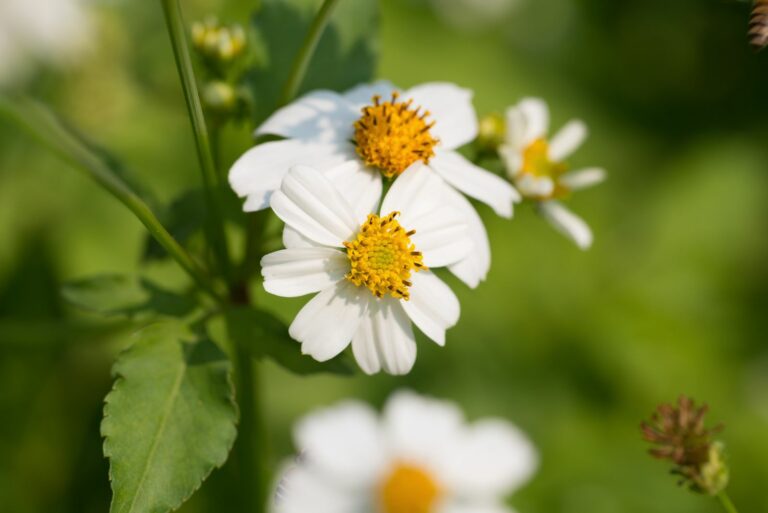 blackfoot daisy