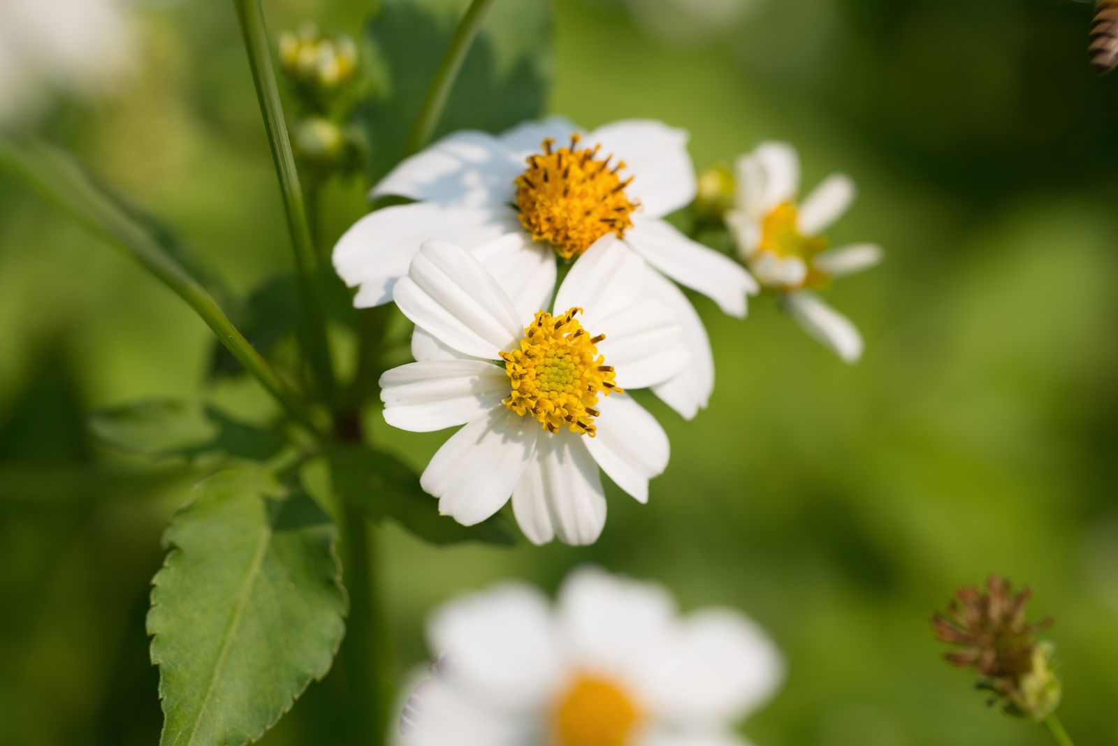 blackfoot daisy