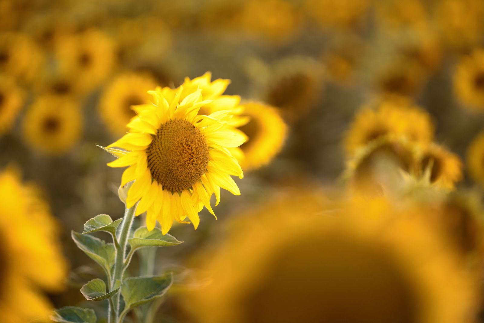 sunflowers