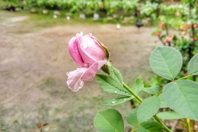 rose not blooming