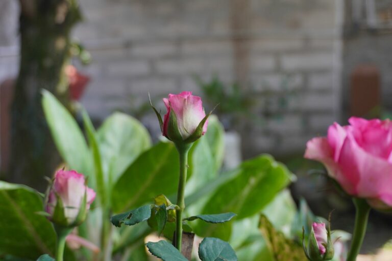 rose blooming