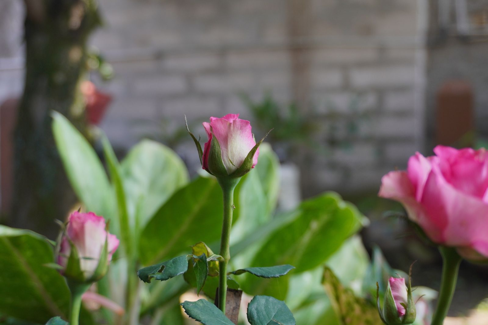 rose blooming
