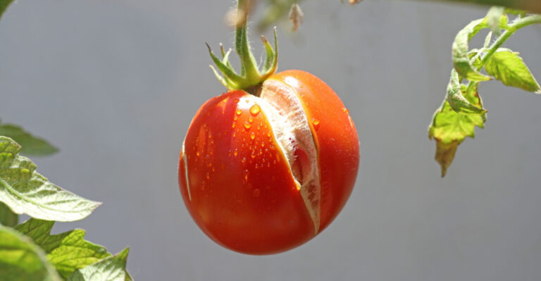 7 Reasons Your Tennessee Tomatoes Split Before You Can Pick Them (And How To Stop It)
