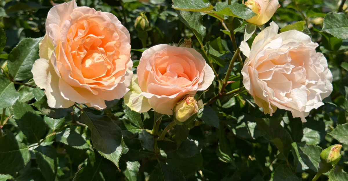 roses (featured image)