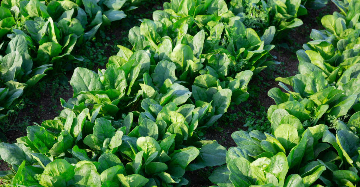 spinach growing