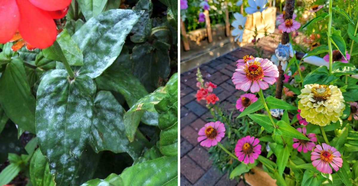 zinnia powdery mildew