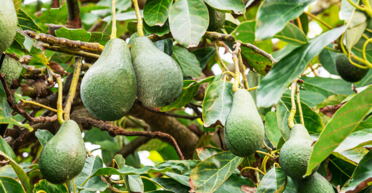 Avocado tree (featured image)